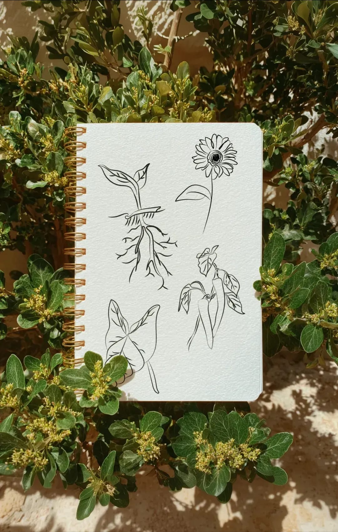 image du projet lili-et-aster